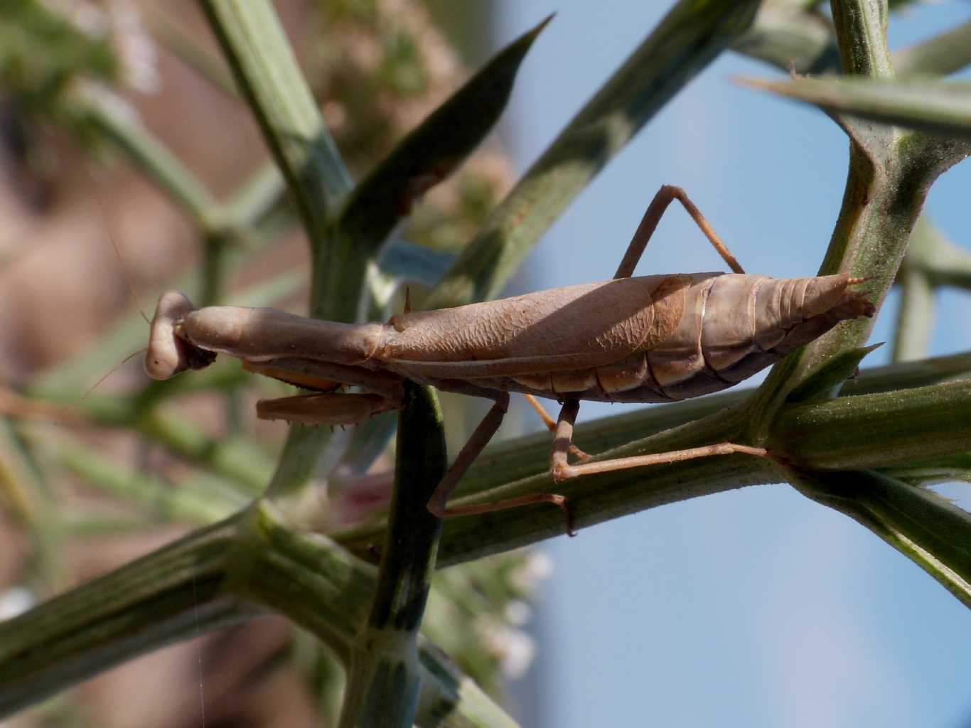 Iris oratoria